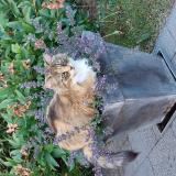 Picture of cat lost at Sint Stevens Woluwe
