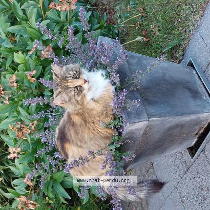 Photo 1/1 Cookie Chat lost in Sint stevens woluwe