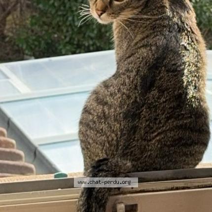 Photo 1/1 Everest Chat lost in Bassecourt