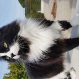 Picture of cat lost at Villeneuve Les Beziers 34420