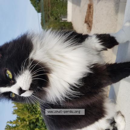 Photo 1/1 Caline Chat lost in Villeneuve les beziers 34420