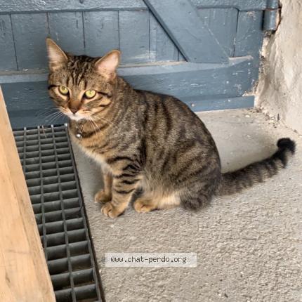 Photo 1/1 Zambo Chat lost in Cergy