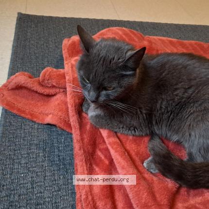 Photo 1/1 Naia Chat lost in Perche en noce