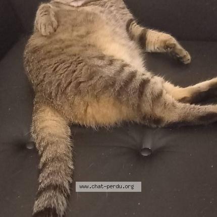 Photo 1/1 Loutcho Chat lost in Longue jumelles