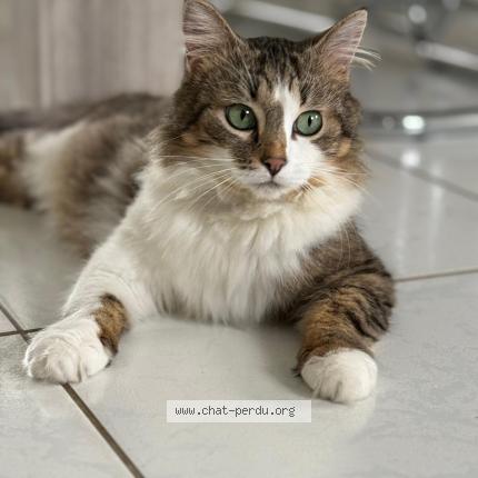 Photo 1/4 VROUM Chat lost in Descartes