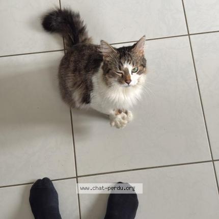 Photo 2/4 VROUM Chat lost in Descartes