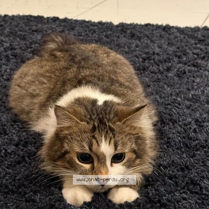 Photo 3/4 VROUM Chat lost in Descartes