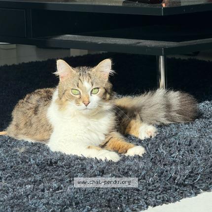 Photo 4/4 VROUM Chat lost in Descartes