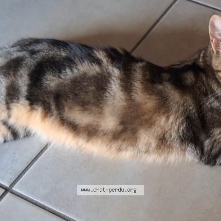 Photo 1/1 Lily Grassouille Belette BébéCha Chat lost in Romans sur isere