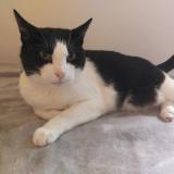 Picture of cat lost at Saint Martin Le Beau