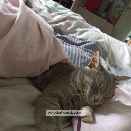 Photo 1/1 Mimie Chat lost in Herenguerville