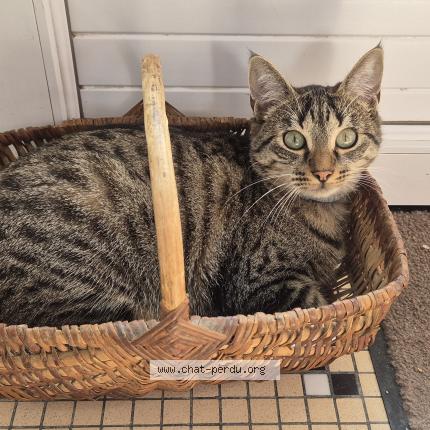 Photo 1/1 MIMI Chat lost in Cande