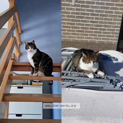 Photo 1/1 Gizmo Chat lost in Ham sur heure nalinnes