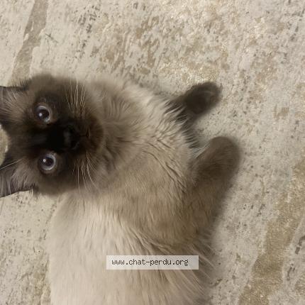 Photo 1/1 Simba Chat lost in Nanterre