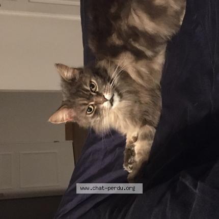 Photo 1/1 Meyko Chat lost in Chaumont sur loire