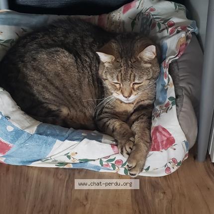 Photo 1/1 Grizzly Chat lost in Claye souilly