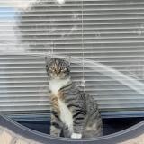 Picture of cat lost at Sin Le Noble