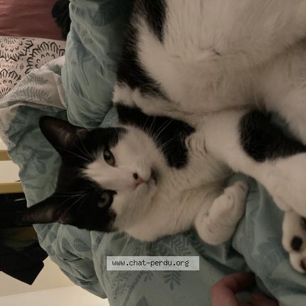 Photo 1/1 Toutankhamon II Chat lost in Nantes