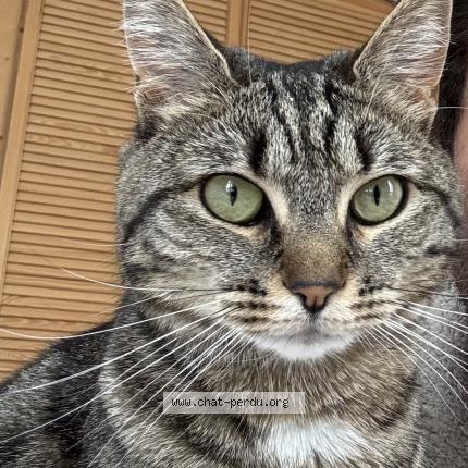 Photo 1/1 Lili Chat lost in Paris