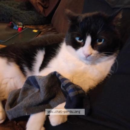 Photo 1/1 PIPA Chat lost in St medard en jalles