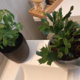 Picture of cat lost at Valcourt