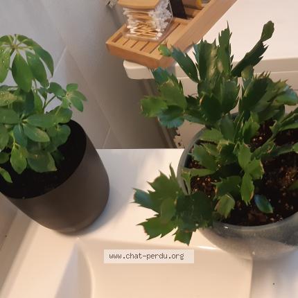 Photo 1/1 Woopy Chat lost in Valcourt