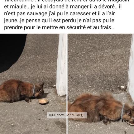 Photo 1/1 Found cat Found in Villeurbanne