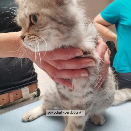 Photo 1/1 Cat reunited Found in La jarne