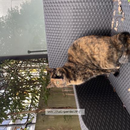 Photo 1/1 Quinn Chat lost in Palaiseau