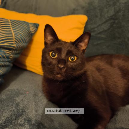 Photo 1/1 Uno Chat lost in Chevry