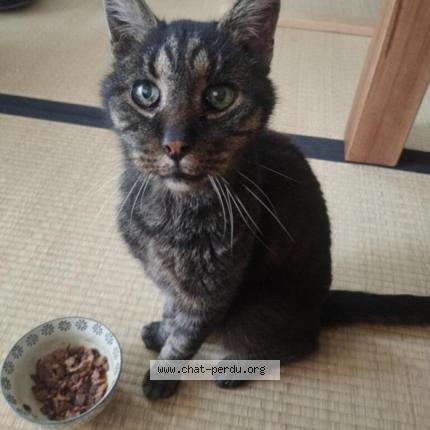 Photo 1/1 CHAMAN Chat lost in Montpellier