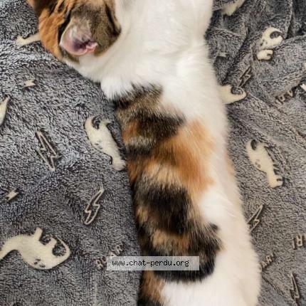 Photo 1/1 Kaly Chat lost in Villefontaine