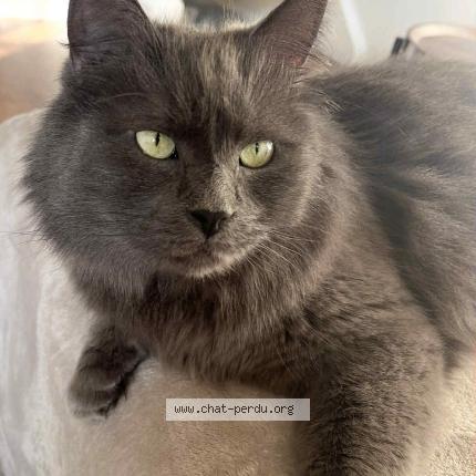 Photo 1/1 Pedro Chat lost in Bruxelles
