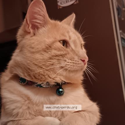 Photo 1/1 Velours Chat lost in Pleugriffet