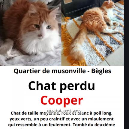 Photo 1/1 Cooper Chat lost in Begles