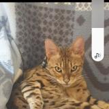 Picture of cat lost at Clermont Ferrand