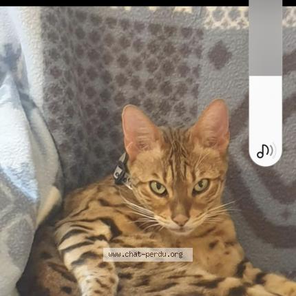 Photo 1/1 Ran Chat lost in Clermont ferrand