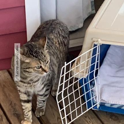 Photo 2/3 Jade Chat lost in Moliets plage