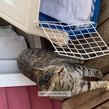 Photo 3/3 Jade Chat lost in Moliets plage