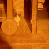 Picture of cat found at Lauzerville