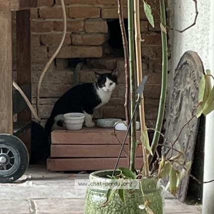 Photo 2/3 Found cat Found in Lauzerville