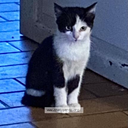 Photo 3/3 Found cat Found in Lauzerville