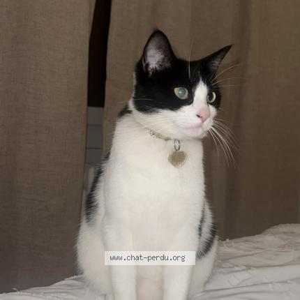 Photo 1/1 hera Chat lost in Aix les bains