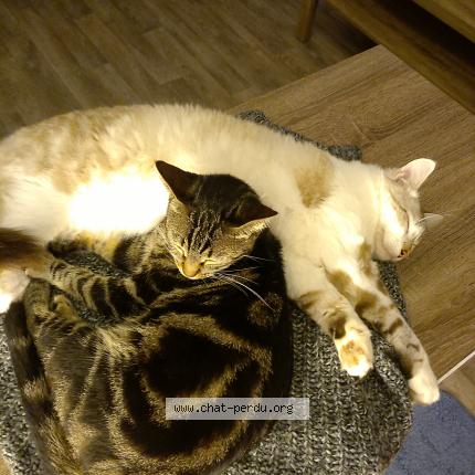 Photo 1/1 Willow Chat lost in Bias