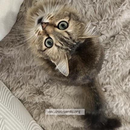 Photo 1/1 Haru Chat lost in Beaumont de lomagne