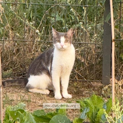 Photo 1/1 Found cat Found in Gerzat