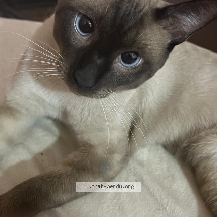 Photo 1/1 Simba Chat lost in Staoueli