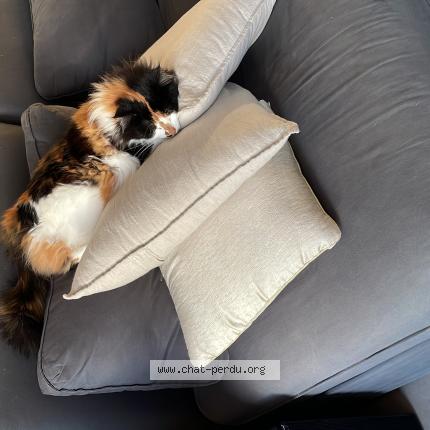 Photo 1/1 Moumie Chat lost in Tonnay charente