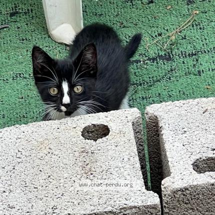 Photo 1/1 Minouche Chat lost in Perpignan