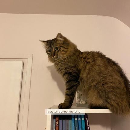 Photo 1/1 Mistigri Chat lost in Elven